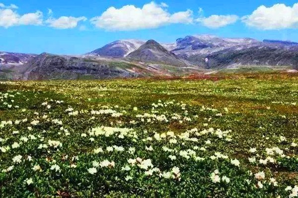 春季長白山踏雪賞花之旅